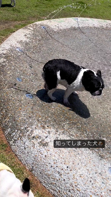こちらを見る犬