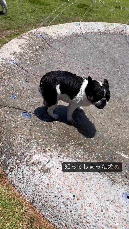 噴水をお尻にあてる犬