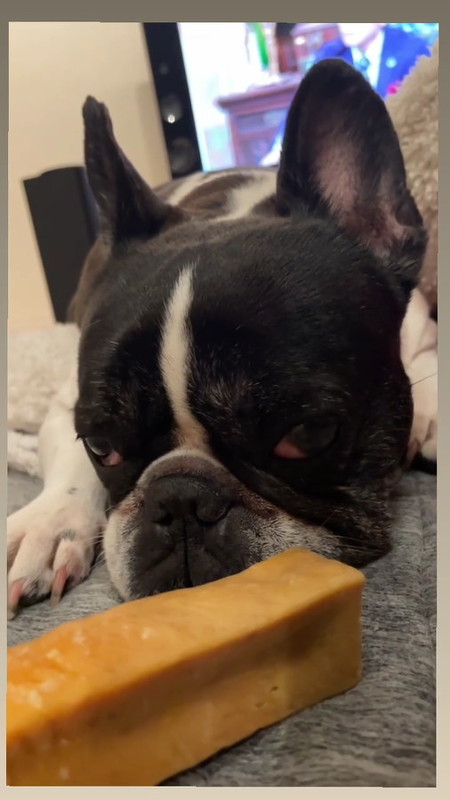 眠い犬