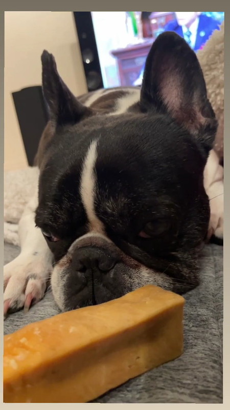 寝ちゃった犬