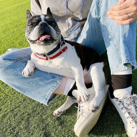 笑顔の犬