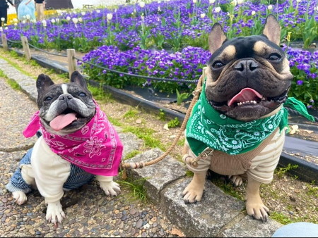 花と犬たち