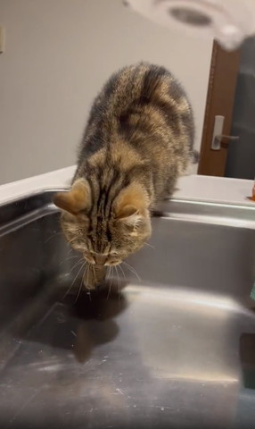 シンクに降りようとする猫