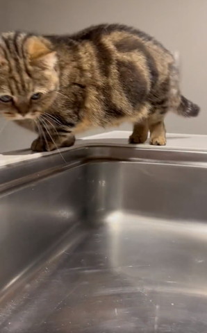 シンク回り込む猫