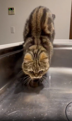 シンクから降りる猫