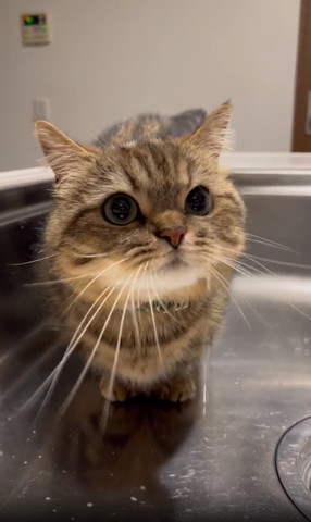 蛇口の水を見つめる猫