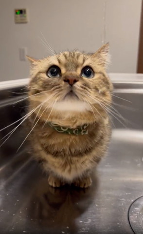 上を見上げる猫