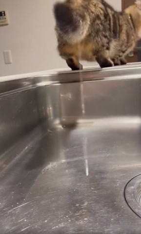 キッチンにいる猫後ろ姿