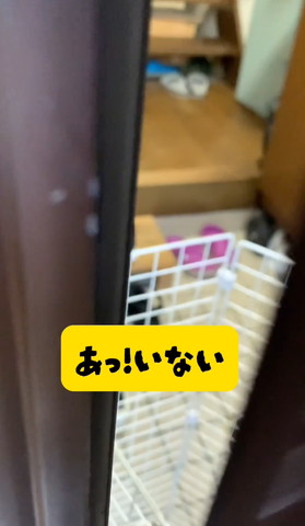 あっいないテロップ