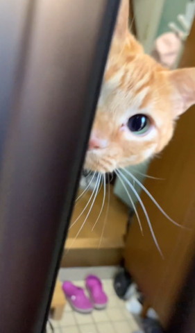 ドアから半分お顔のぞく猫ちゃん