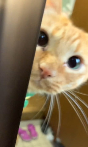 ドアからお顔のぞく猫ちゃん