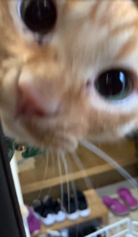 ドアからお顔のぞく猫ちゃんドアップ