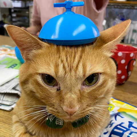 アイスのフタ乗せた猫