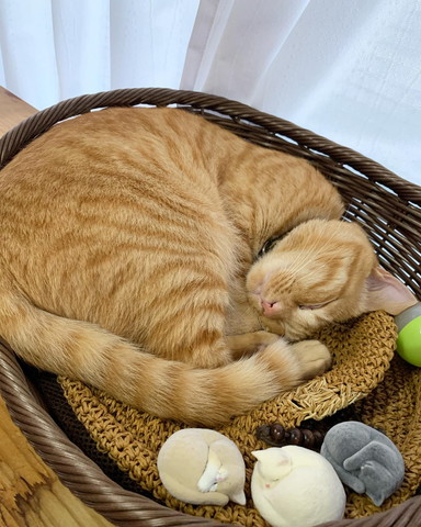 寝てる茶トラ猫