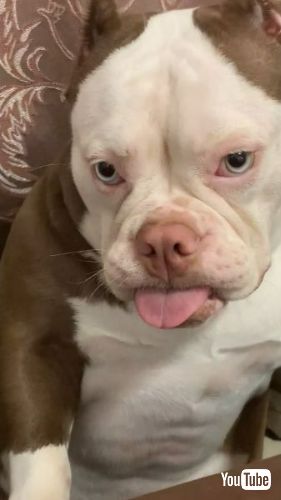 舌が出たままのブルドッグ