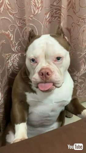 舌が出たままのブルドッグ