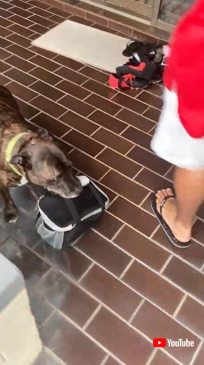 運ぶ犬