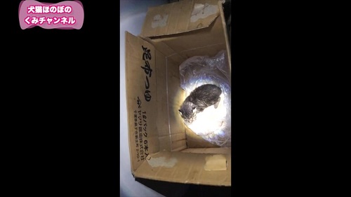ダンボールに入った子猫