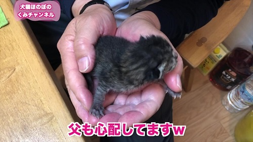 捨て子猫