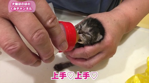 ミルクを飲む保護子猫