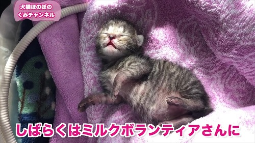 保護子猫の寝顔