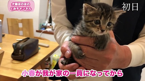 成長した保護子猫