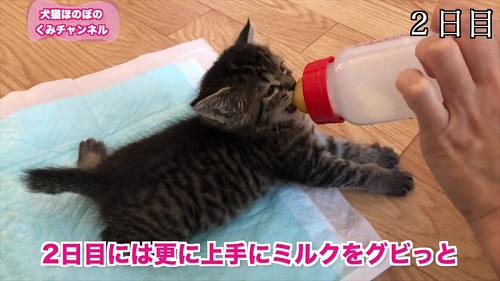 ミルクをグビグビ飲む子猫