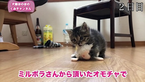 おもちゃで遊ぶ子猫