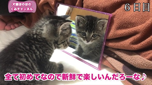 鏡が気になる子猫