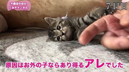 寝転がる子猫