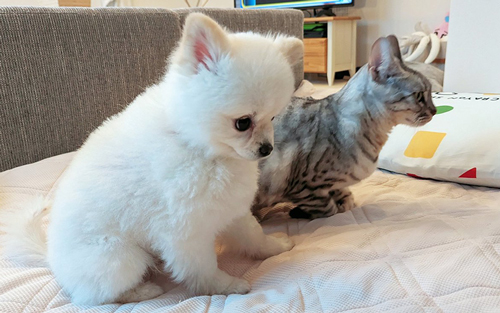 猫に構いたいワンコ