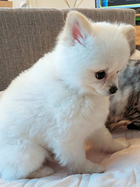 猫に構いたいワンコ