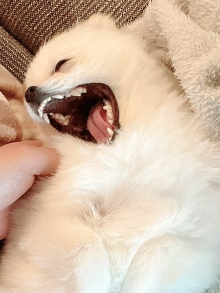 猫に構いたいワンコ