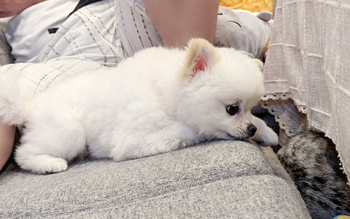 猫に構いたいワンコ