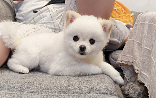 猫に構いたいワンコ