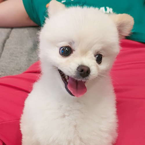 猫に構いたいワンコ