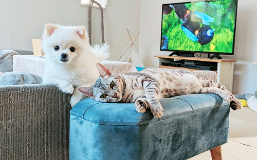 こめたくんとうにちゃん