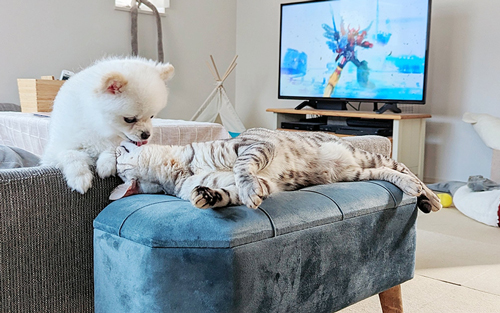 こめたくんとうにちゃん