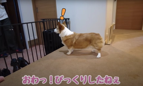 びっくりしたねテロップ