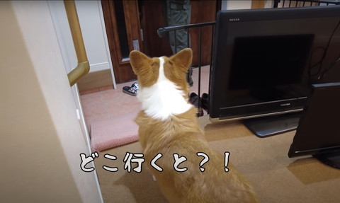 どこ行くとテロップ