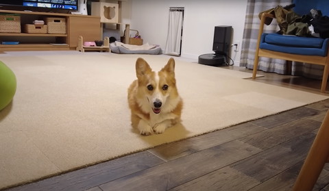 伏せしてるワンコ正面