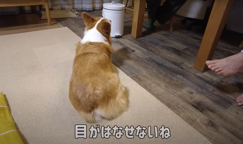 目が離せないねテロップ