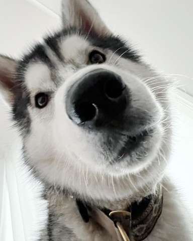 見下ろすワンコアップ