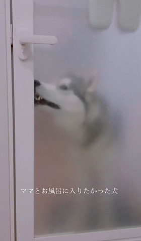 お風呂場の前のワンコ横顔少し口あいてる