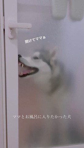 お風呂場の前のワンコ横顔歯がむき出し