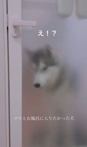 お風呂のドア越しで下見てるワンコ