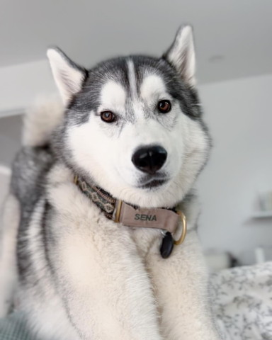 布団にいるワンコ