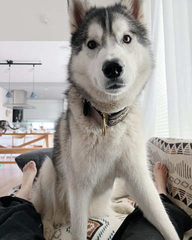 飼い主さんの上にいるワンコ