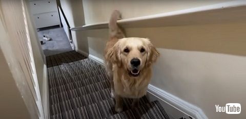 ワンコと赤ちゃんの再会