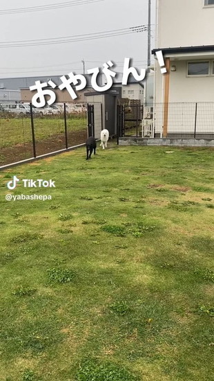 遠い犬